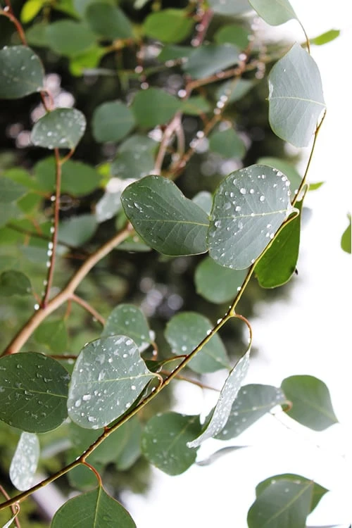 Lucky Country Cold Hardy Eucalyptus Tree (Eucalyptus Camphora) - 5 Gallon Pot - Image 7