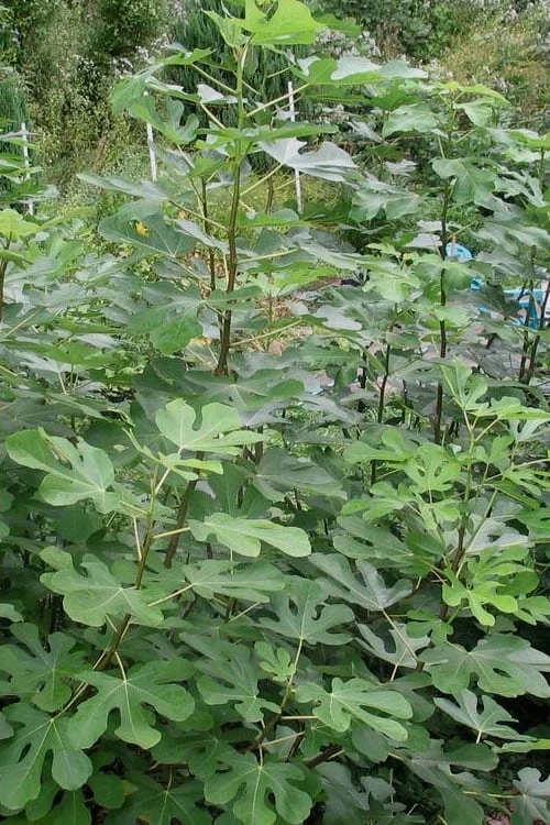 Black Mission Fig Tree - 1 Gallon Pot - Image 4