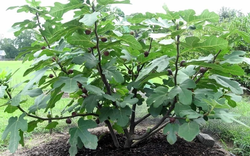 Chicago Cold Hardy Fig Tree - 1 Gallon Pot - Image 5