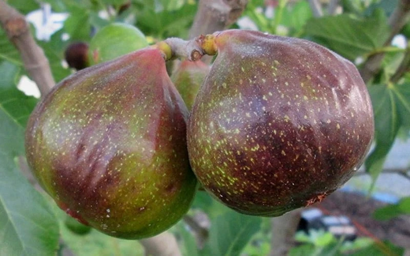 Olympian Cold Hardy Fig Tree - 2 Gallon Pot - Image 4