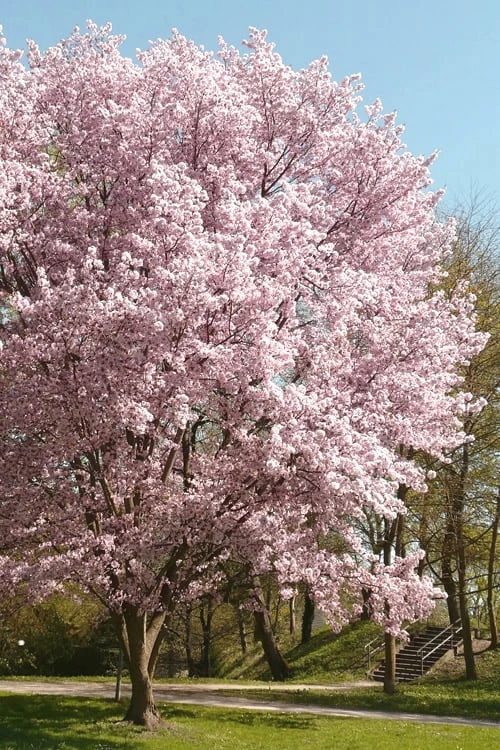 Autumnalis Fall Blooming Cherry Tree - 5 Gallon Pot - Image 4