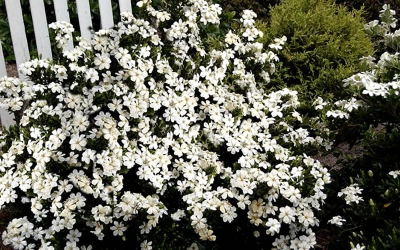 Heaven Scent Gardenia - 1 Gallon Pot - Image 5