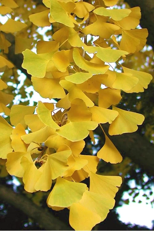 Grindstone Columnar Ginkgo Tree (Male) - 3 Gallon Pot - Image 5