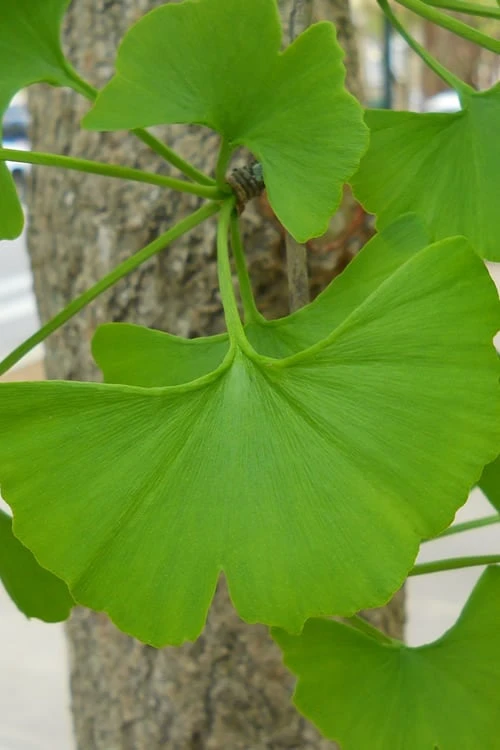 Grindstone Columnar Ginkgo Tree (Male) - 3 Gallon Pot - Image 4