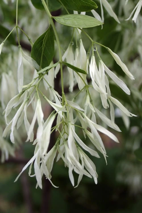Grancy Graybeard - White Fringe Tree - 3 Gallon Pot - Image 5