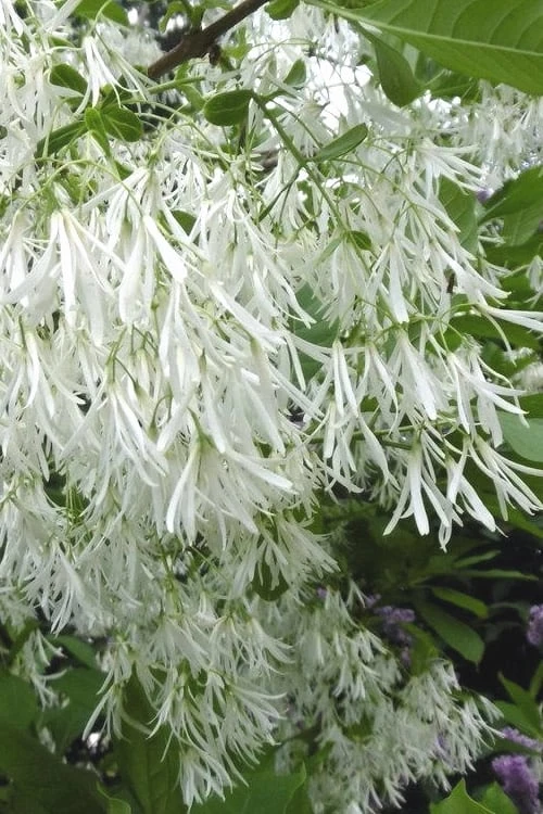 Grancy Graybeard - White Fringe Tree - 3 Gallon Pot
