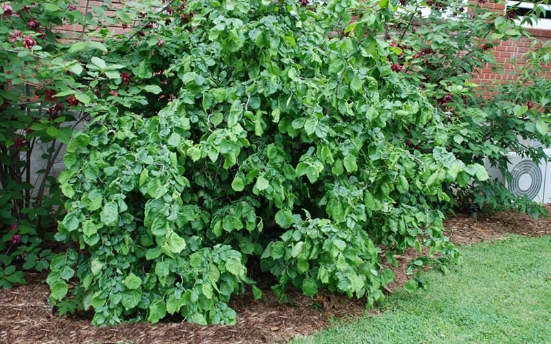 Harry Lauder's Walking Stick - Corylus Avellana 'Contorta' - 2 Gallon Pot - Image 9