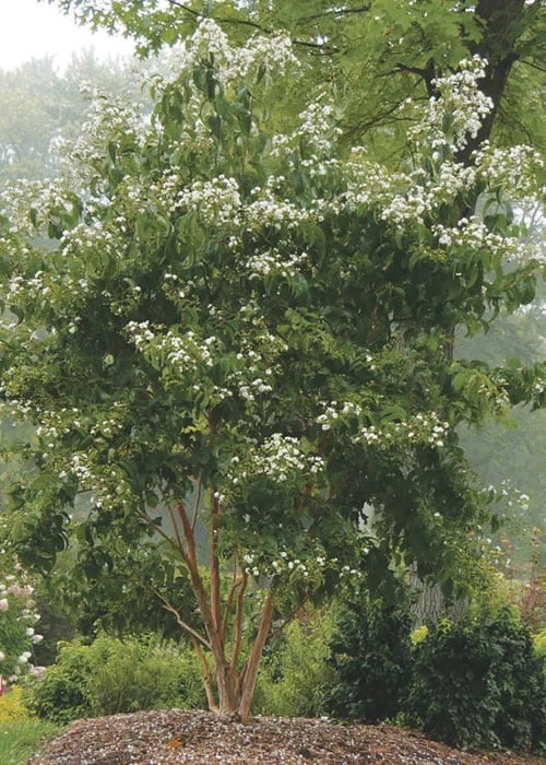 Temple Of Bloom Seven-son Flower (Heptacodium Miconioides) - 3 Pack Of Quart Pots - Image 6