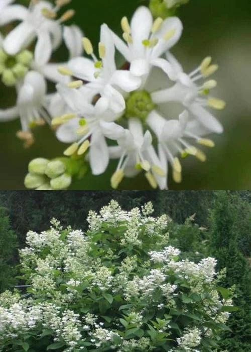 Temple Of Bloom Seven-son Flower (Heptacodium Miconioides) - 3 Pack Of Quart Pots - Image 5