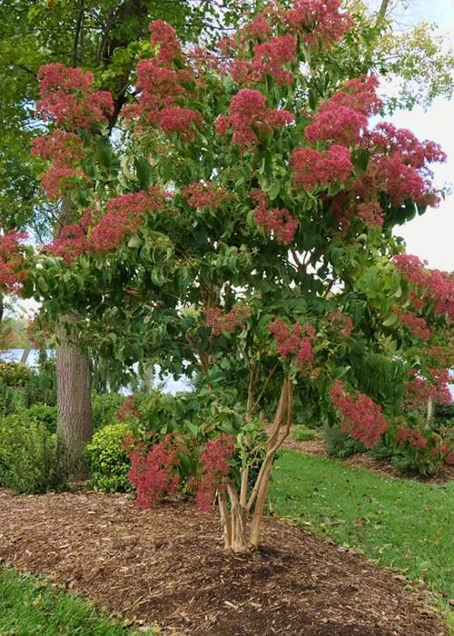 Temple Of Bloom Seven-son Flower (Heptacodium Miconioides) - 3 Pack Of Quart Pots - Image 4