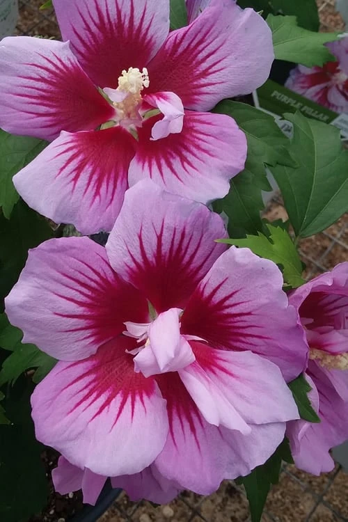 Purple Pillar Rose Of Sharon - 5 Gallon Pot