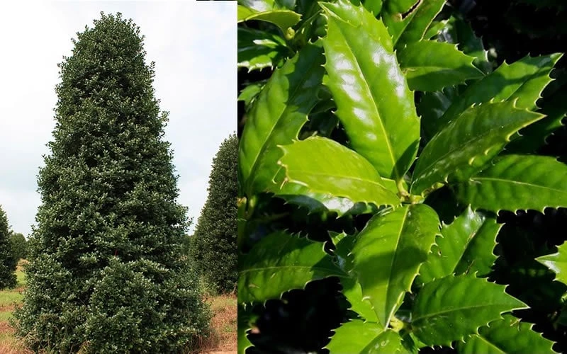 Mary Nell Holly - 6 Pack Of 1 Gallon Pots - Image 6