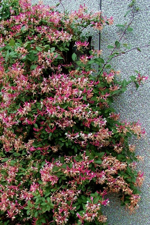 Peaches & Cream Fragrant Honeysuckle - Lonicera Periclymenum - 3 Gallon Pot - Image 7