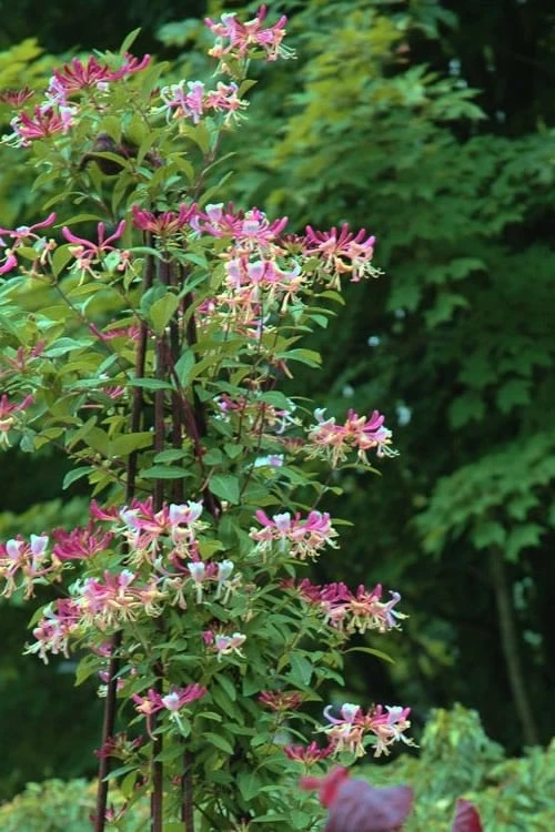 Peaches & Cream Fragrant Honeysuckle - Lonicera Periclymenum - 3 Gallon Pot - Image 6