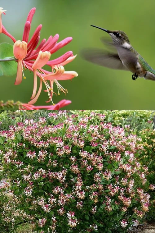 Peaches & Cream Fragrant Honeysuckle - Lonicera Periclymenum - 3 Gallon Pot - Image 4