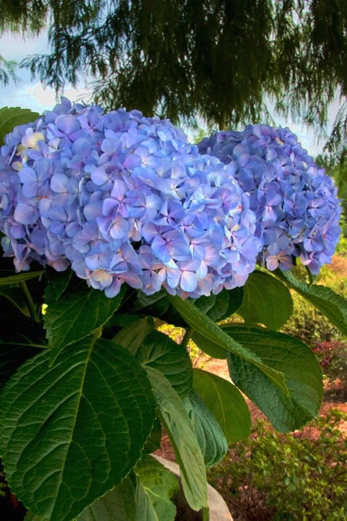 Big Daddy Hydrangea - 2 Gallon Pot - Image 4