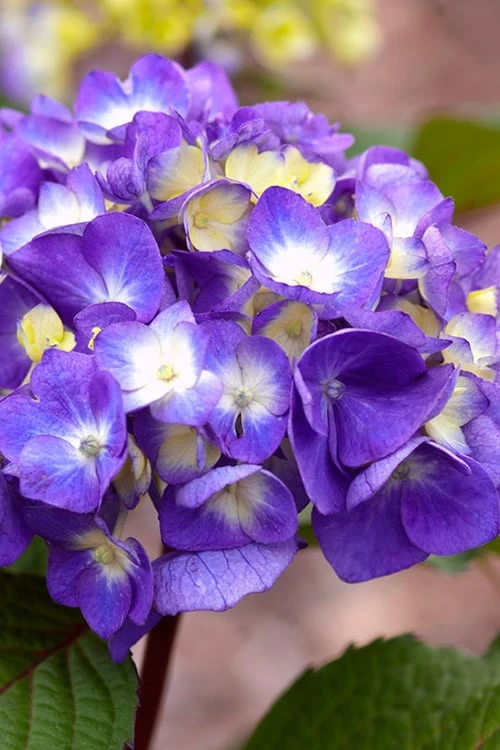 Bloomstruck Endless Summer Hydrangea - 1 Gallon Pot