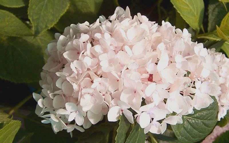 Blushing Bride Endless Summer Hydrangea - 2 Gallon Pot - Image 4