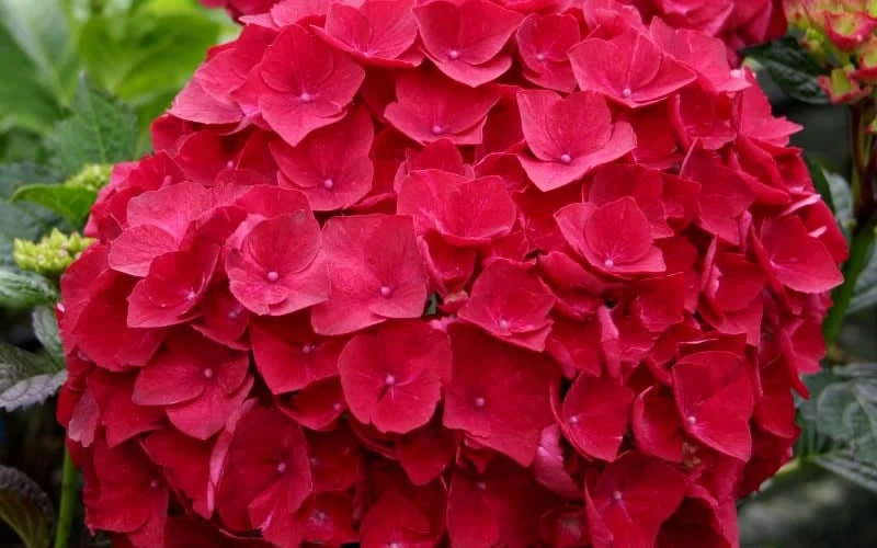 Cardinal Red Hydrangea - 3 Gallon Pot - Image 4