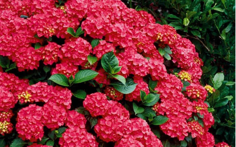 Cardinal Red Hydrangea - 3 Gallon Pot - Image 5