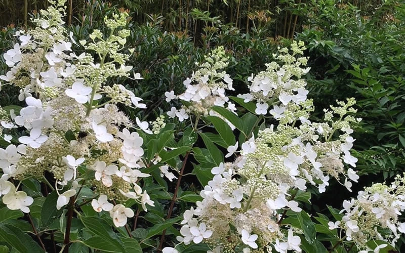 Kyushu Hydrangea - 3 Gallon Pot - Image 8