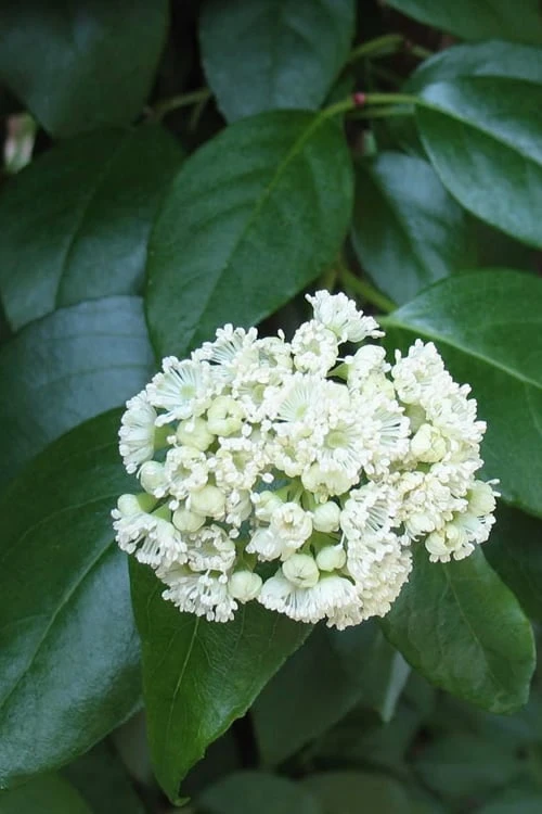 Climbing Hydrangea - Decumaria Barbara - 3 Gallon Pot - Image 5