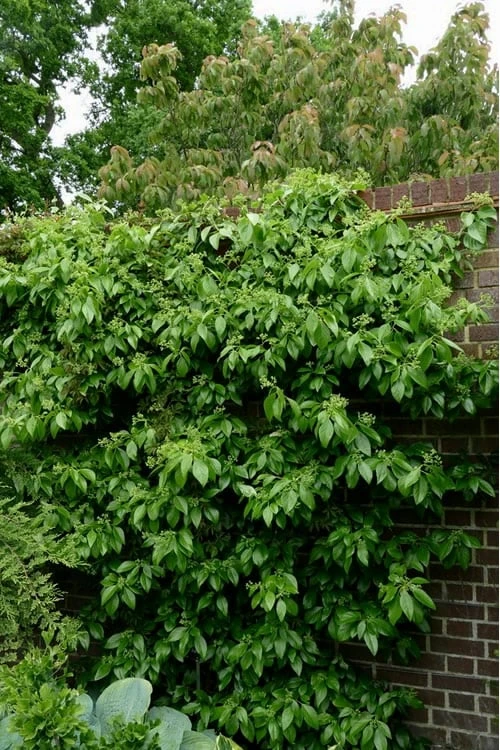 Climbing Hydrangea - Decumaria Barbara - 3 Gallon Pot - Image 6