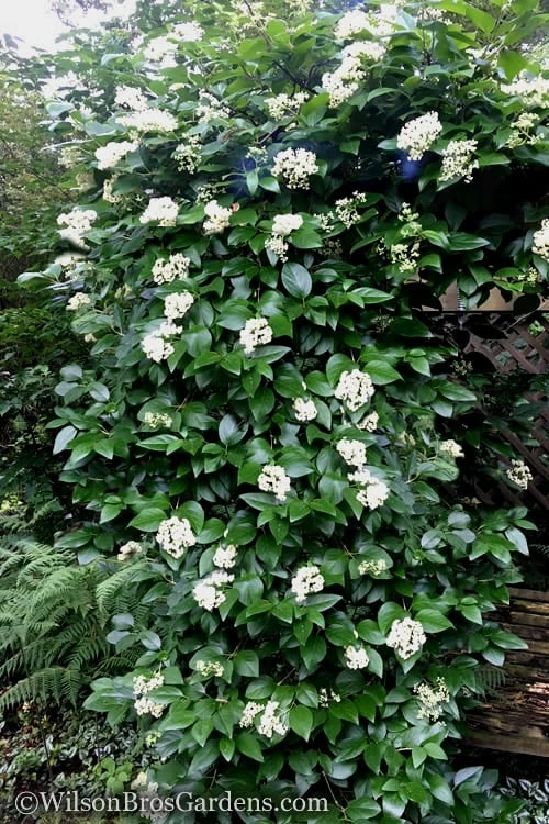 Climbing Hydrangea - Decumaria Barbara - 3 Gallon Pot - Image 4