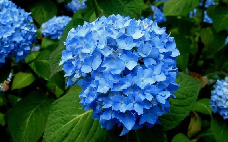 Endless Summer Hydrangea Original - 1 Gallon Pot - Image 7