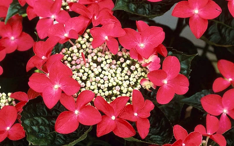 Lady In Red Hydrangea - 3 Gallon Pot - Image 4