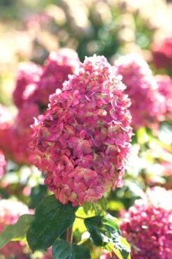 Limelight Prime Hydrangea - 2 Gallon Pot