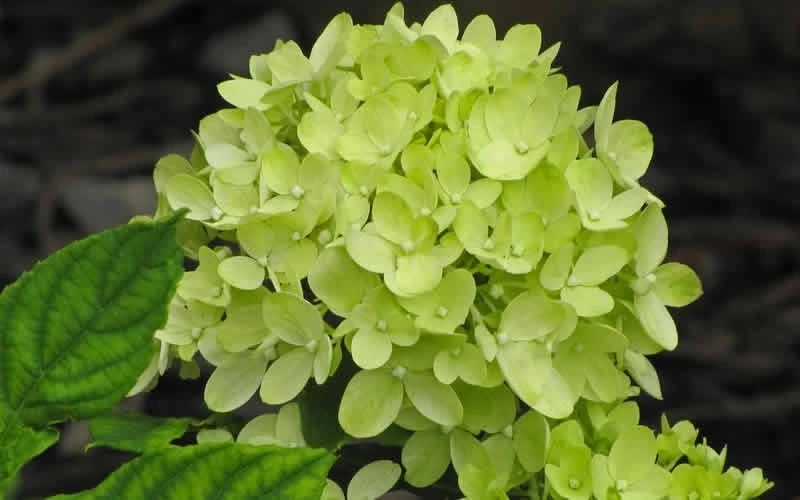 Little Lime Hydrangea - 3 Gallon Pot - Image 4