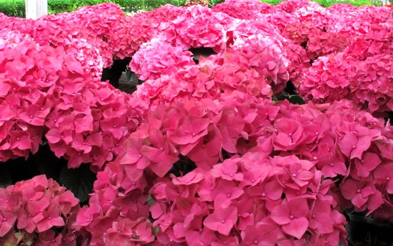 Merritts Supreme Hydrangea - 3 Gallon Pot - Image 4