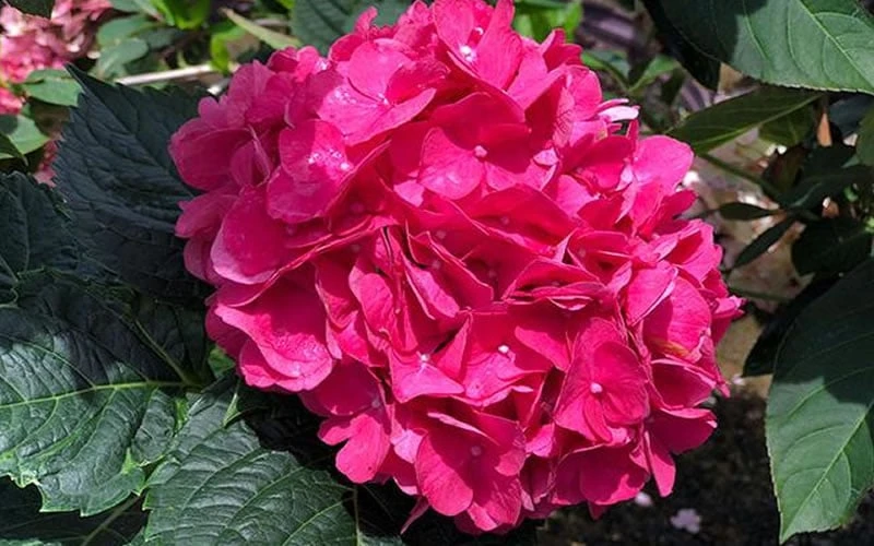 Merritts Supreme Hydrangea - 1 Gallon Pot - Image 5