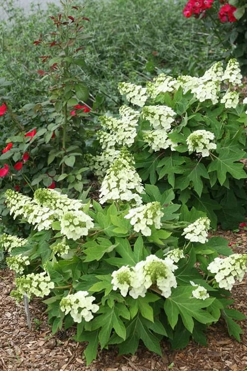 Munchkin Dwarf Oakleaf Hydrangea - 3 Gallon Pot - Image 4