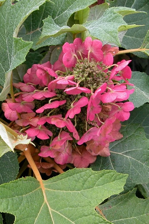 Munchkin Dwarf Oakleaf Hydrangea - 3 Gallon Pot