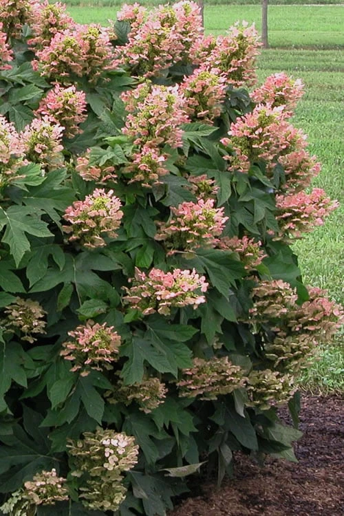 Munchkin Dwarf Oakleaf Hydrangea - 1 Gallon Pot - Image 5