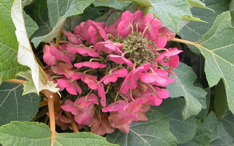 Munchkin Dwarf Oakleaf Hydrangea - 3 Gallon Pot - Image 7