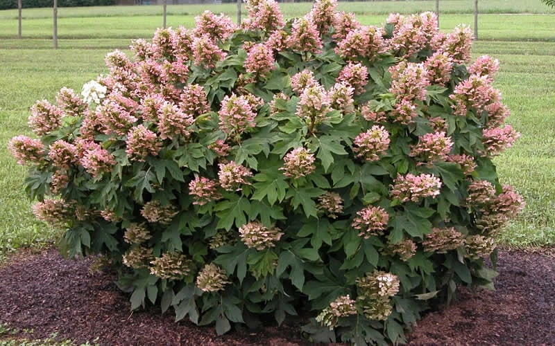 Munchkin Dwarf Oakleaf Hydrangea - 1 Gallon Pot - Image 6