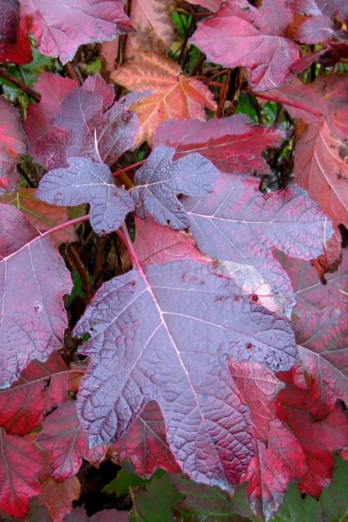 Alice Oakleaf Hydrangea - 3 Gallon Pot - Image 5