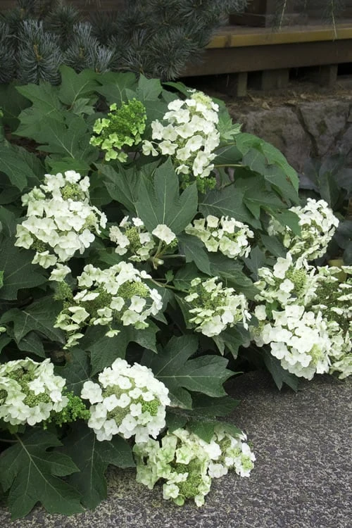 Pee Wee Dwarf Oakleaf Hydrangea - 2 Gallon Pot - Image 7