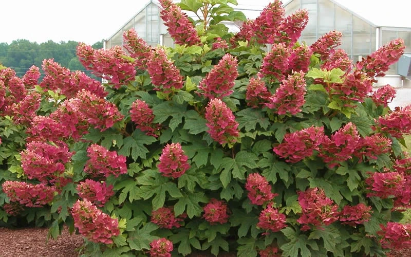 Ruby Slippers Dwarf Oakleaf Hydrangea - 7 Gallon Pot - Image 4