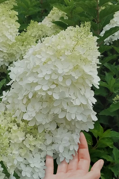 Phantom Hydrangea - 5 Gallon Pot - Image 4