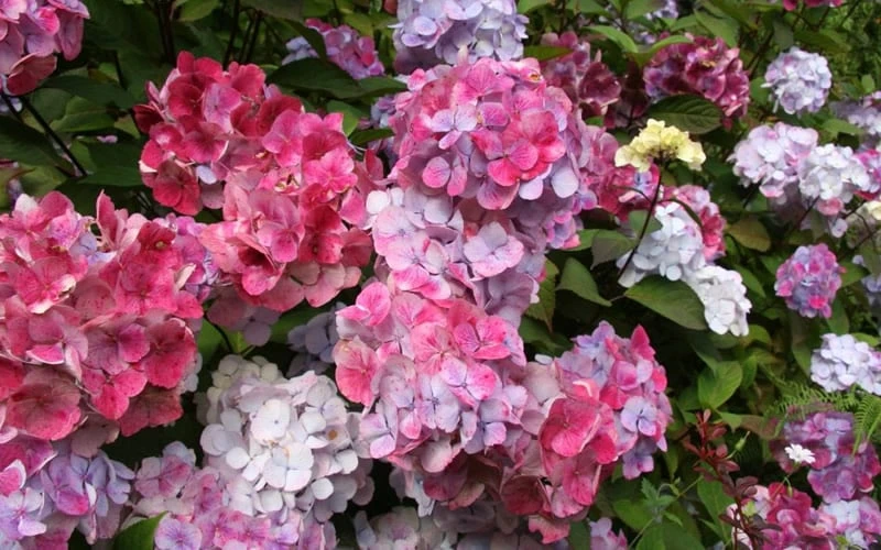 Preziosa Multi Color Hydrangea - 1 Gallon Pot - Image 5