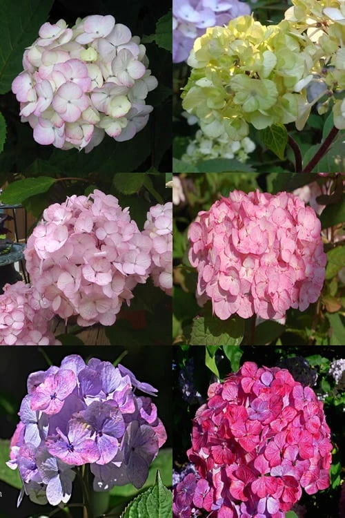 Preziosa Multi Color Hydrangea - 1 Gallon Pot - Image 4