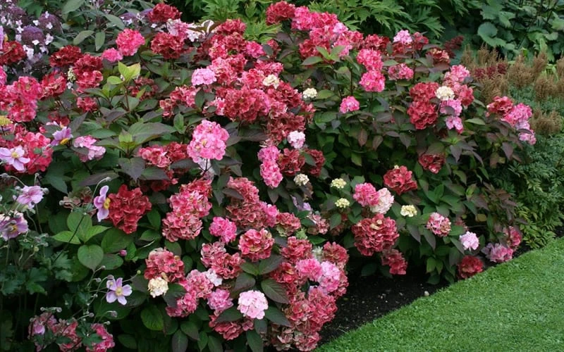 Preziosa Multi Color Hydrangea - 1 Gallon Pot - Image 6