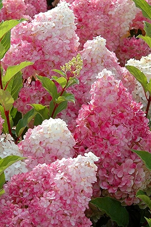 Strawberry Sundae Hydrangea - 1 Gallon Pot - Image 5