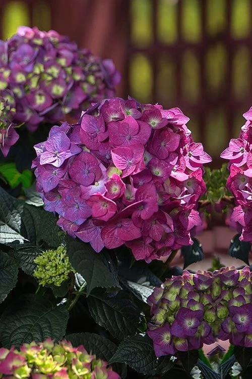 Summer Crush Endless Summer Hydrangea - 6 Gallon Pot - Image 5