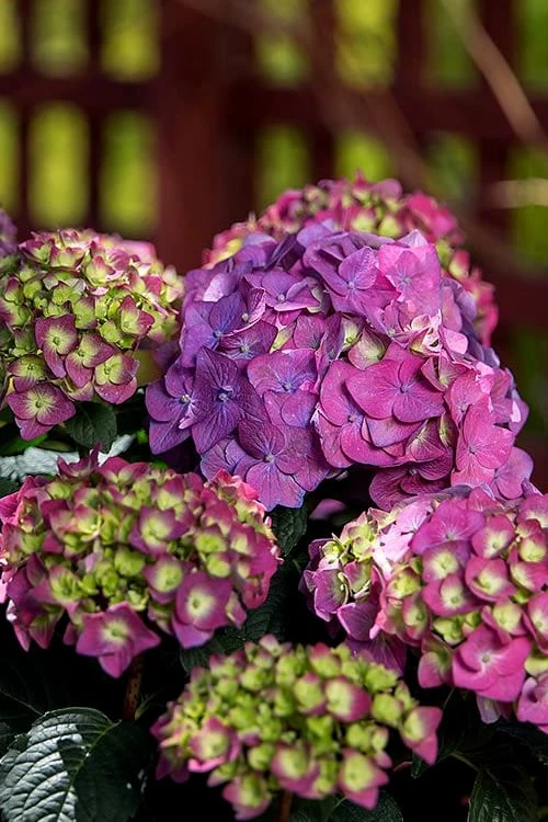 Summer Crush Endless Summer Hydrangea - 6 Gallon Pot - Image 8