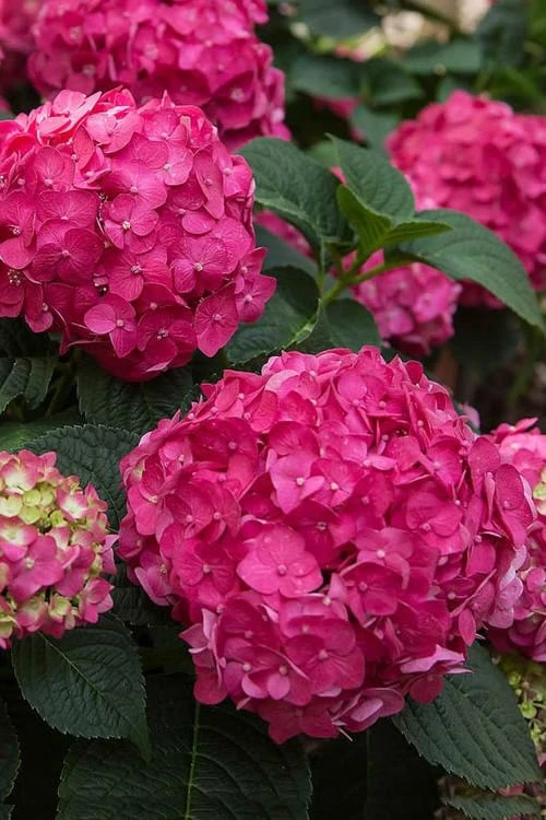 Summer Crush Endless Summer Hydrangea - 6 Gallon Pot - Image 4